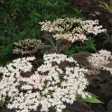 Sambucus nigra 'Purpurea' fleur